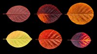 Autumn leaves in various fall colors isolated on transparent background, ready for t-shirt design, clipart, stickers, sublimation and print-on-demand projects.