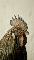 Rooster with distinctive comb and wattle against neutral background. Male bird featuring textured plumage in brown and black tones, ideal for agricultural, farm, and poultry-related projects.