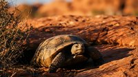 Desert tortoise basking on red sandstone rocks in warm golden sunlight with natural desert vegetation in arid southwestern landscape habitat.