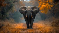 Majestic African elephant walking on autumn path with orange foliage and misty forest background, dramatic wildlife photography with moody atmosphere.