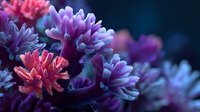 Vibrant coral reef with purple and pink sea anemones against dark blue ocean background, showcasing underwater marine ecosystem diversity.