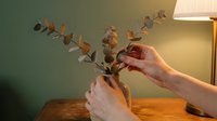 Woman arranging fresh eucalyptus branches in glass vase on wooden table. Home decor, floral arrangement, interior design styling concept.
