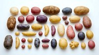 Assorted raw potatoes and fingerling varieties arranged on white background, including russet, red, purple, and yellow types for cooking, nutrition, and agricultural use.