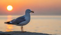 Seagull standing on rocky shore during golden sunset over calm ocean waters with warm orange and pink sky colors reflecting on sea surface.