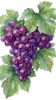 Watercolor purple grapes cluster with green leaves isolated on white background for wine labels, kitchen decor, botanical illustrations and food designs.