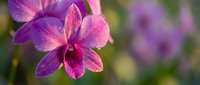 Purple orchid flower with delicate petals and water droplets in soft focus garden setting for botanical and floral design projects.