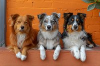 Three Australian Shepherd dogs with different coat colors - red, blue merle and black tri - lying together against orange painted brick wall background.