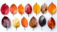 Colorful autumn leaves arranged in rows on white background showing seasonal gradient from red to orange and brown. Natural fall foliage collection isolated.