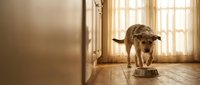 Hungry dog eating from bowl in bright kitchen with wooden floor and sunlit windows, suitable for pet care and animal nutrition content.