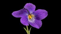 Purple violet flower isolated on transparent background, ready for t-shirt design, stickers, clipart, print on demand, and sublimation projects.