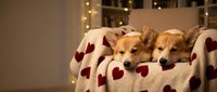 Two adorable Shiba Inu puppies cuddled together under cozy heart-patterned blanket in warm living room with soft bokeh lights creating romantic atmosphere.