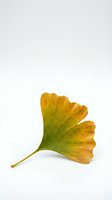 Single golden ginkgo leaf with green gradient isolated on white background for autumn design projects and natural botanical elements.