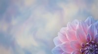 Soft pink dahlia flower blooms against dreamy pastel sky background with gentle clouds for romantic spring garden designs and floral decorations.