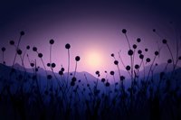 Silhouettes of wild flowers against purple sunset sky and mountain backdrop create dreamy atmospheric nature scene with mystical mood.