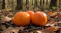 Orange pumpkins resting on autumn leaves in forest setting with trees and natural woodland background for seasonal harvest decorating.