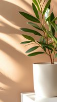 Green plant with elongated leaves in white pot against beige wall with natural window light and shadows creating minimal contemporary home decor composition.