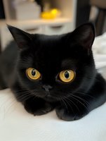 Close-up portrait of black cat with bright golden eyes lying on white leather surface, looking directly at camera with intense gaze and alert expression.