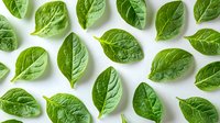 Fresh green spinach leaves arranged in pattern on white background, organic healthy food ingredients for cooking and salad preparation. Natural vegetarian concept.
