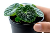 Young Begonia rex plant with dark green velvety leaves showing detailed venation pattern in black plastic pot, held by manicured hand. Close up macro shot.