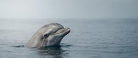 Dolphin head emerging from calm ocean water, marine mammal in natural habitat for wildlife and nature content.