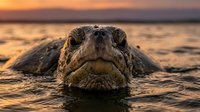 Saltwater crocodile emerging from water at sunset, front view showing textured scales and powerful jaw, wildlife photography for nature and animal content.