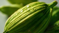 Fresh green striped zucchini with water drops on surface, extreme macro photography showing vegetable texture and natural pattern in soft light.