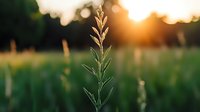 Delicate grass stalk silhouetted against golden sunset light with bokeh effect in background, creating dreamy summer evening atmosphere in meadow field.