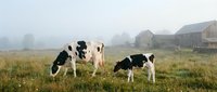 Two black and white dairy cows grazing in misty rural pasture with farm buildings and countryside landscape in background.