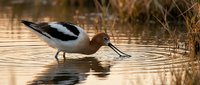 American avocet wading bird feeding in shallow wetland water with elegant curved bill and distinctive black white plumage pattern reflected in golden surface.