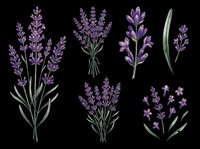 Lavender flowers in various botanical styles isolated on transparent background, ready for t-shirt designs, clipart, stickers, sublimation and print-on-demand products.