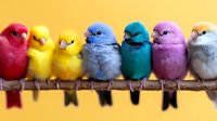 Colorful baby chicks in rainbow colors perched on wooden branch against yellow background. Adorable fluffy newborn birds in vibrant hues for spring designs.
