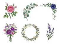 Isolated botanical floral elements featuring pink roses, purple peonies, lavender sprigs, eucalyptus branches and decorative wreaths on transparent background for design projects.