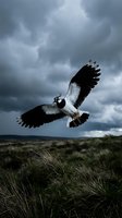 Lapwing bird soaring over moorland grassland with dramatic stormy clouds in moody sky creating atmospheric wildlife scene for nature photography projects.