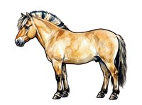 Palomino horse standing in profile with golden coat and dark mane, isolated on white background, suitable for equestrian designs, educational materials, and animal illustrations.