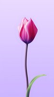 Single pink tulip with long stem and green leaf against soft purple background, minimalist floral composition for spring season designs and decorative art.