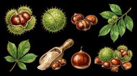 Chestnut fruits and leaves isolated on transparent background, ready for clipart, t-shirt design, stickers, print-on-demand, and sublimation projects.