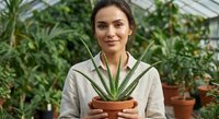 Young woman gardener holding aloe vera plant in greenhouse surrounded by tropical plants. Professional horticulturist working with succulents in botanical garden.