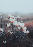 Delicate white magnolia flowers blooming on dark branches in moody morning fog, soft coral pink undertones create dreamy atmospheric nature scene.