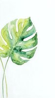 Watercolor monstera leaf painting on white background, soft green tropical botanical art for wall decor, prints, and stationery design.