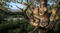Mother koala with joey clinging together on eucalyptus tree branch in Australian bushland during golden hour sunset creating warm family wildlife moment.