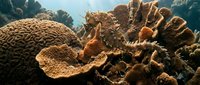 Vibrant coral reef ecosystem with diverse hard corals and marine formations in tropical underwater environment for educational and conservation content.