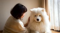 Asian woman with short dark hair petting a fluffy white Samoyed dog in a cozy home setting with natural window light.
