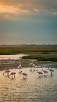 Flock of pink roseate spoonbills feeding in shallow wetland waters during golden hour sunset with dramatic cloudy sky and marsh landscape background.