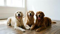 Three golden retriever dogs lying together on wooden floor in bright modern home interior with natural sunlight streaming through windows.
