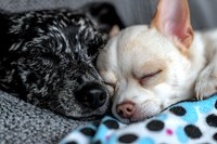 Adorable black speckled dog and white chihuahua sleeping together on polka dot blanket, close-up view showing peaceful pet companionship and bonding moment.