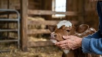 Farmer's weathered hands gently holding young brown and white calf in rustic barn setting, depicting livestock care and agricultural work.