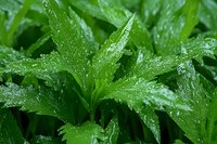 Fresh green leaves covered with morning dew drops in macro photography. Natural pattern of wet foliage creates refreshing botanical background.