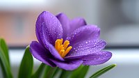 Purple crocus flower with water droplets blooming in spring garden with bright orange stamens and green leaves for nature photography and botanical designs.