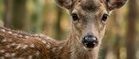 Young spotted deer portrait with gentle expression in natural forest habitat for wildlife photography and nature documentation.