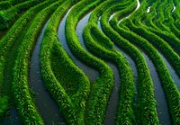Aerial view of curved rice terraces with water channels creating mesmerizing green patterns. Traditional Asian agricultural landscape showing sustainable farming methods.